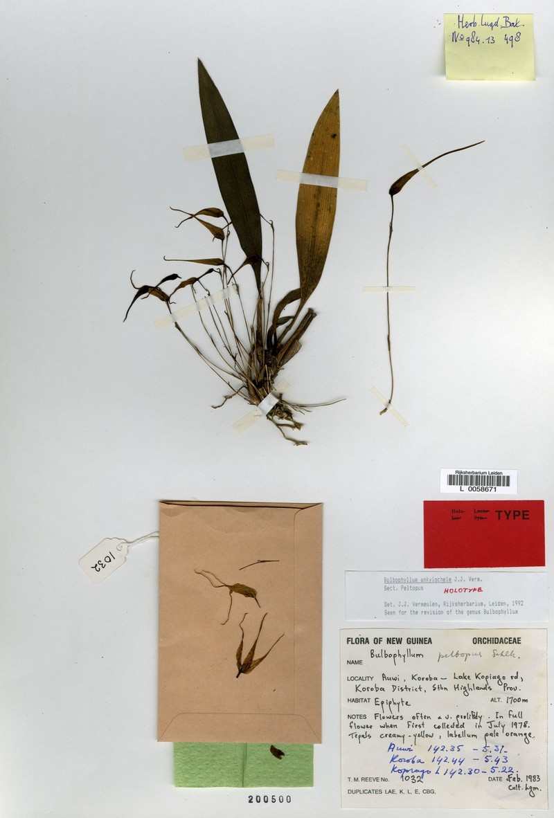 Bulbophyllum ankylochele photo 2
