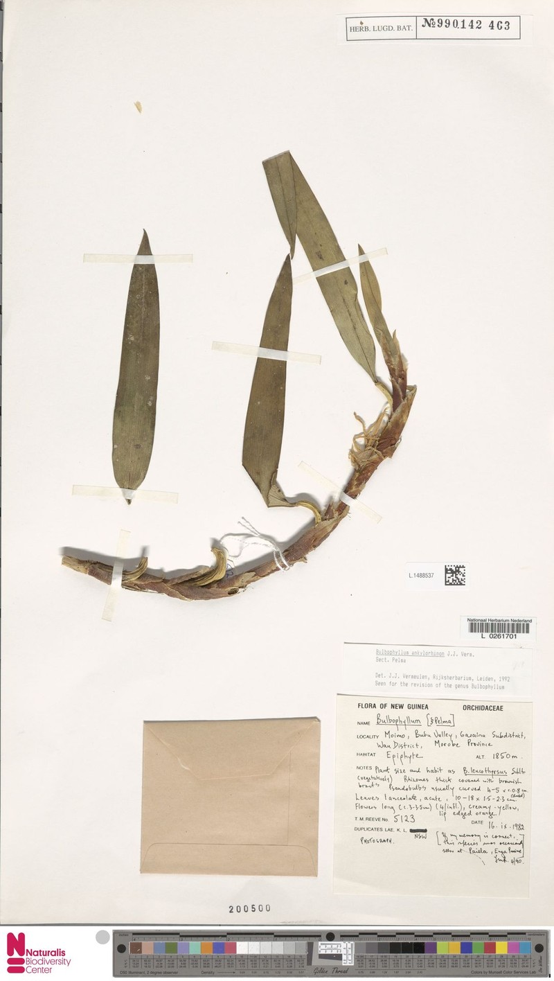 Bulbophyllum ankylochele photo 3