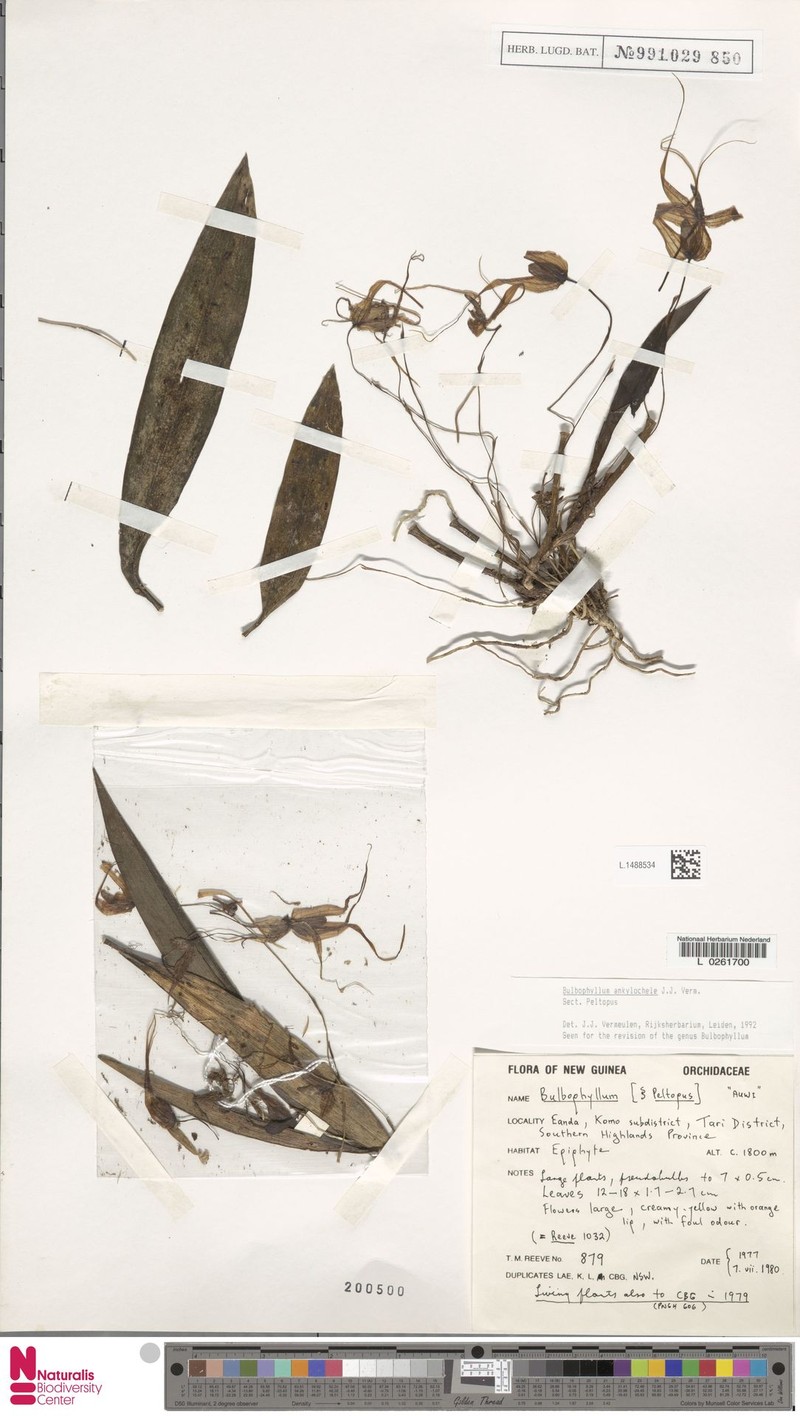 Bulbophyllum ankylochele photo 4