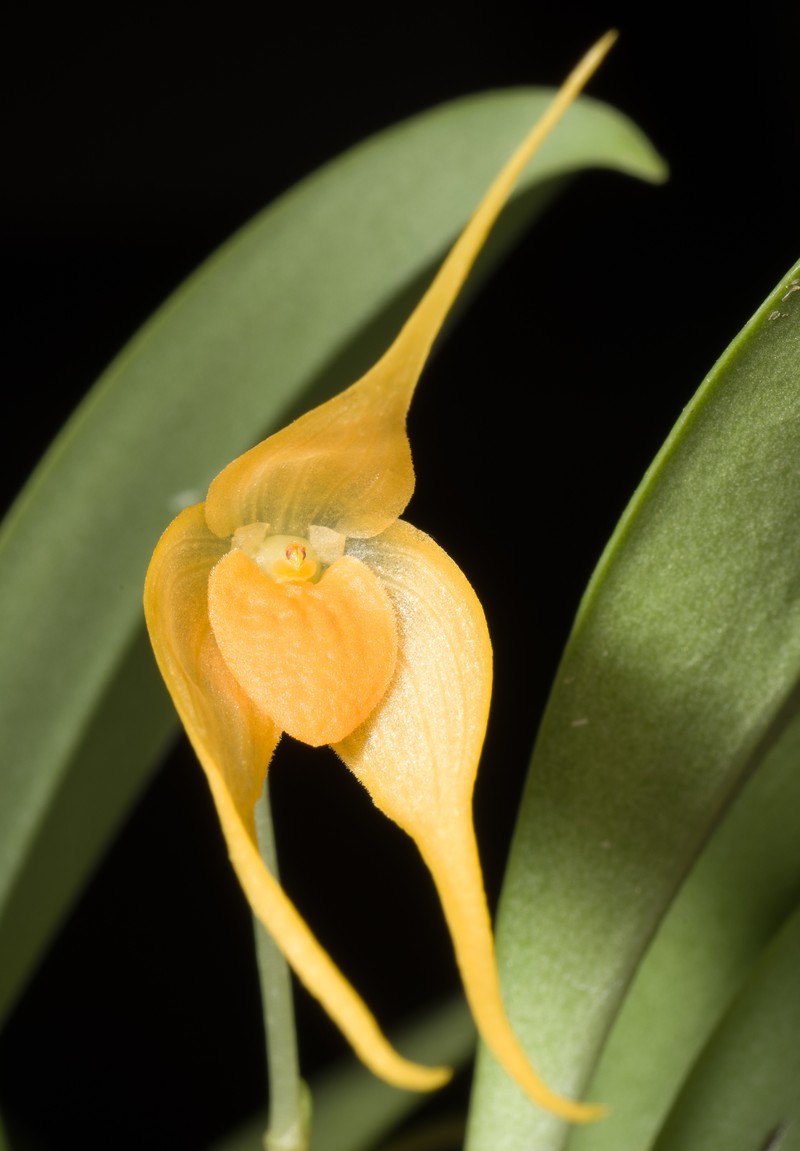Bulbophyllum ankylochele photo 5