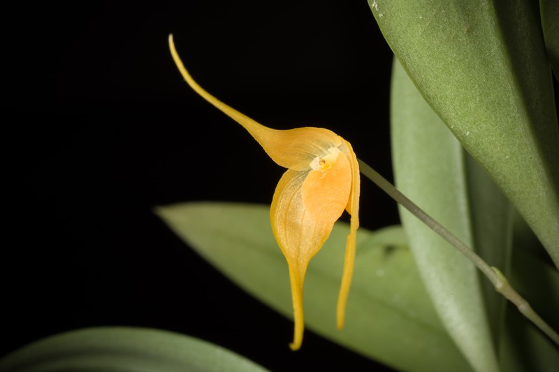 Bulbophyllum ankylochele photo 6