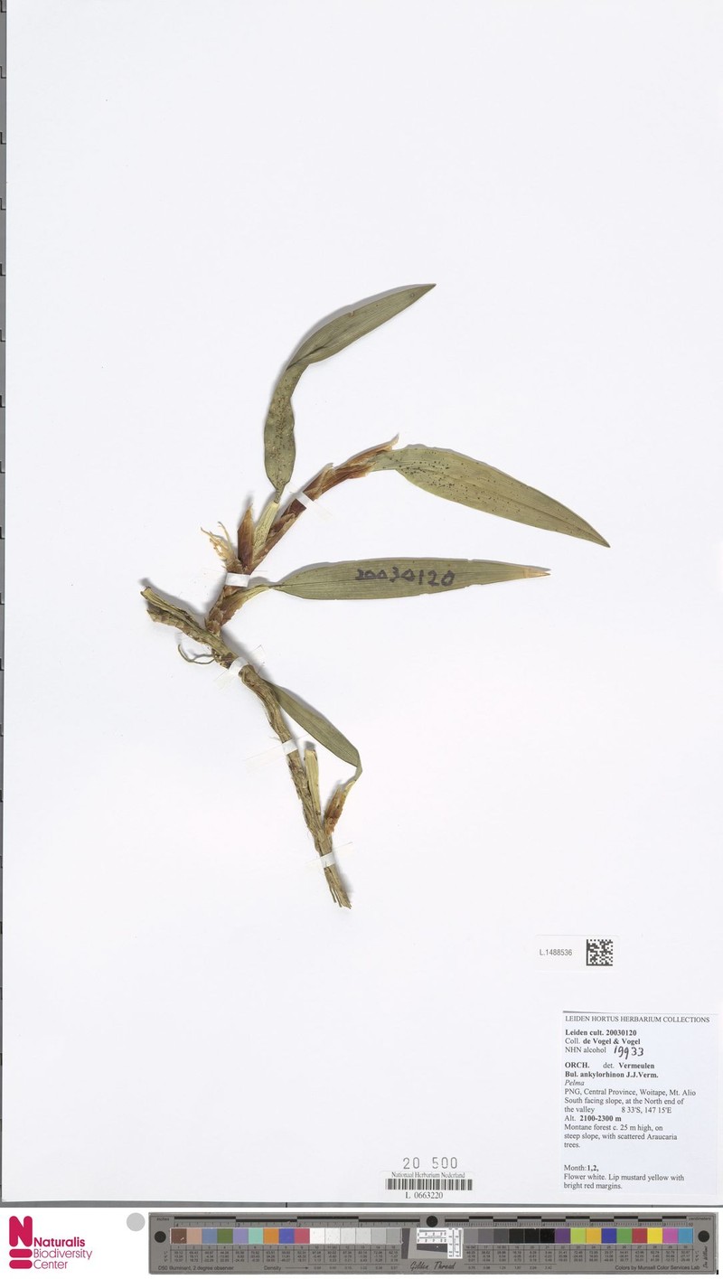 Bulbophyllum ankylorhinon