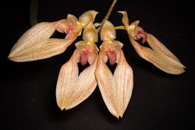 Bulbophyllum annandalei
