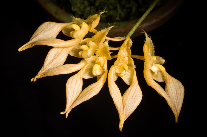 Bulbophyllum annandalei photo 2