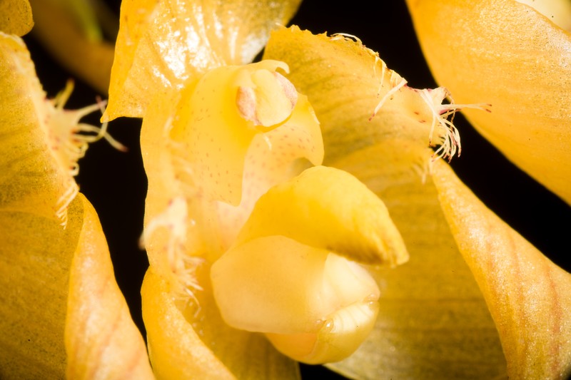 Bulbophyllum annandalei photo 3