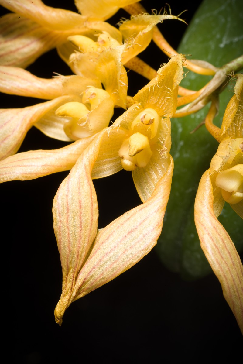Bulbophyllum annandalei photo 4