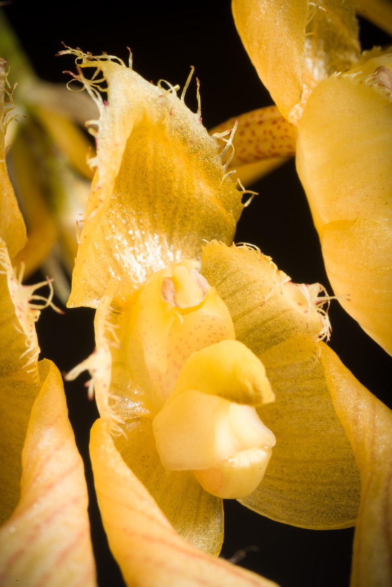 Bulbophyllum annandalei photo 5