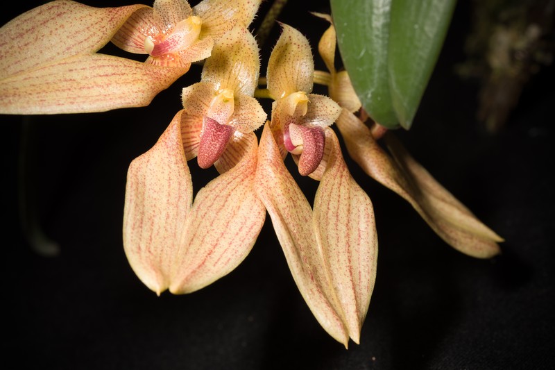 Bulbophyllum annandalei photo 6