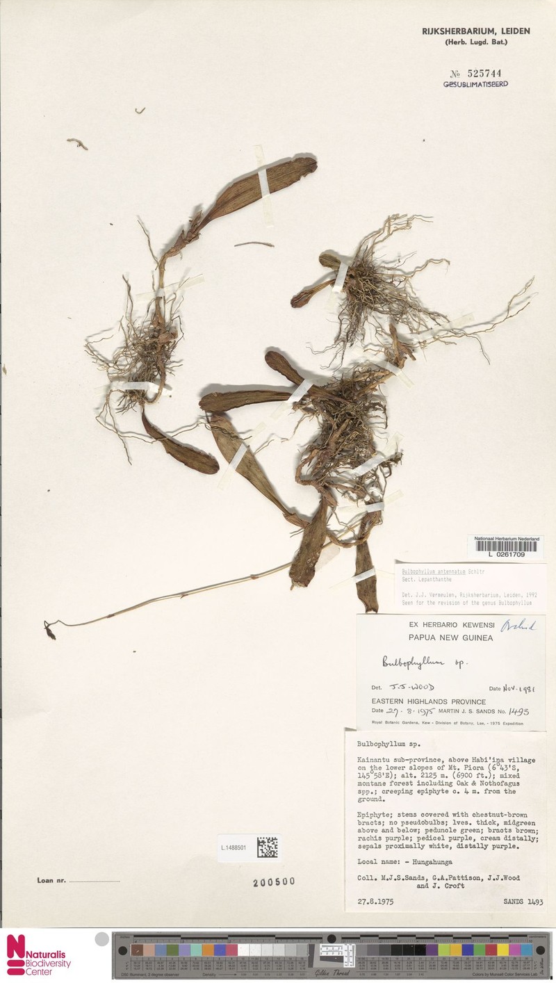 Bulbophyllum antennatum