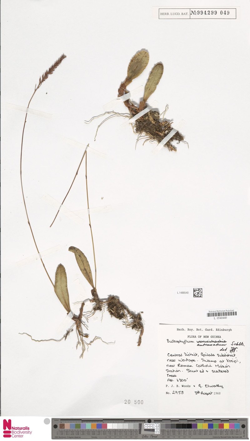 Bulbophyllum antennatum photo 2