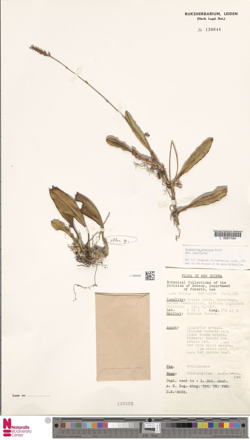 Bulbophyllum antennatum photo 3