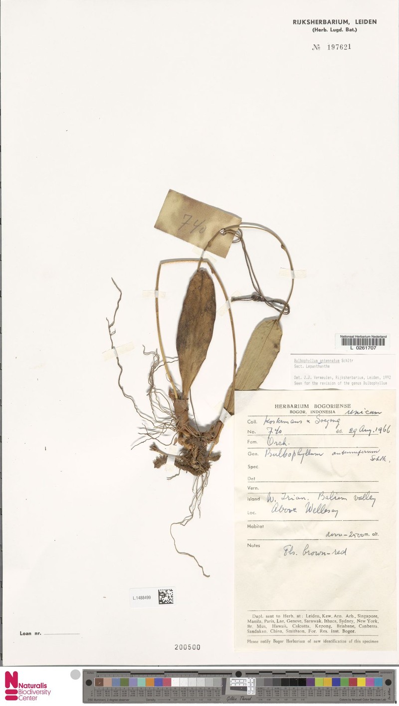Bulbophyllum antennatum photo 4