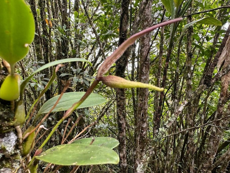 Bulbophyllum antenniferum photo 2