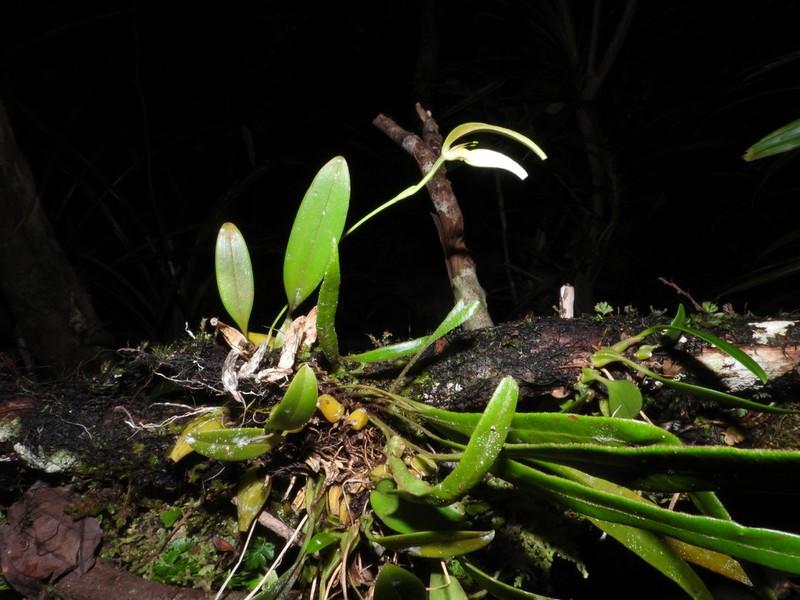 Bulbophyllum antenniferum photo 3