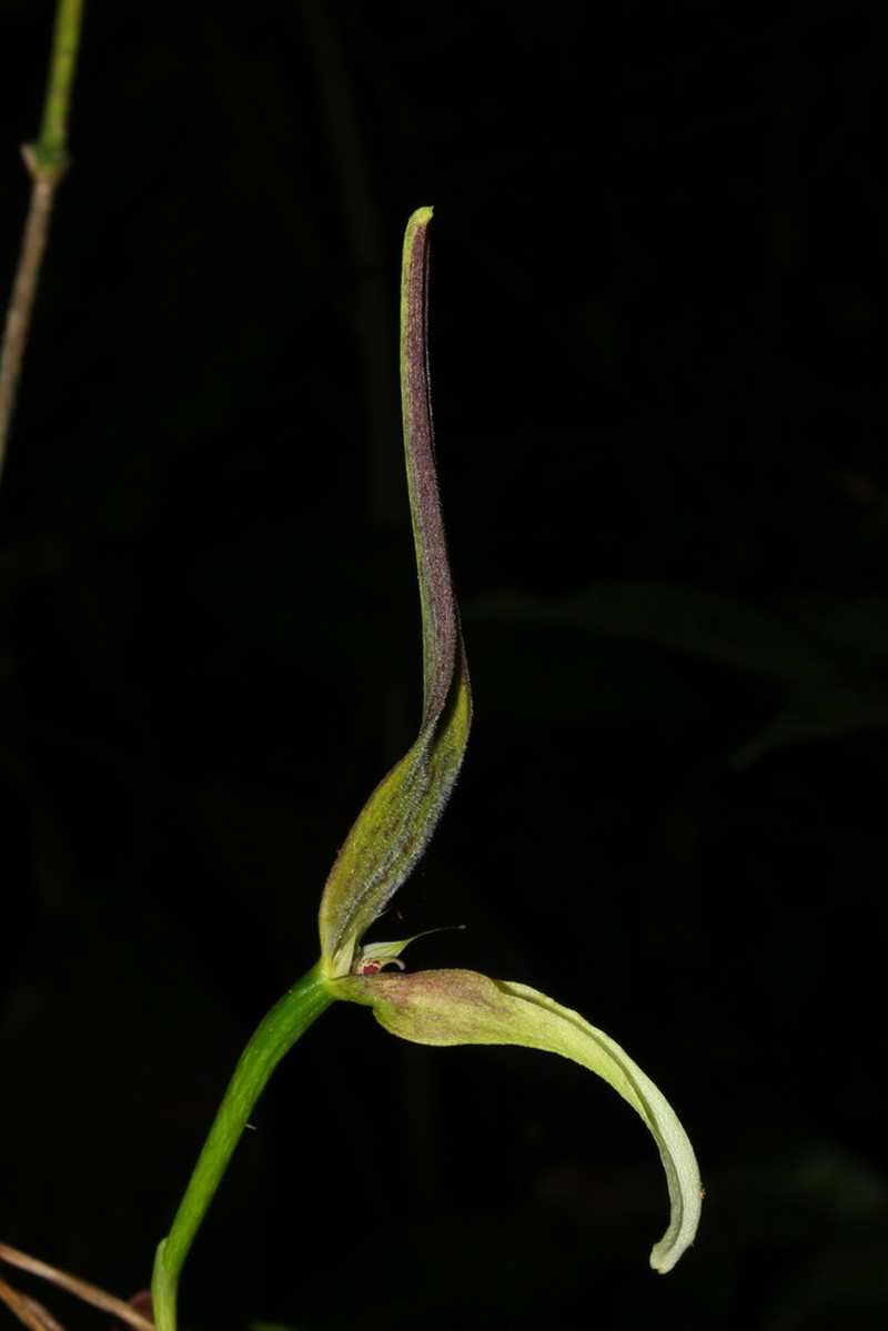 Bulbophyllum antenniferum photo 4