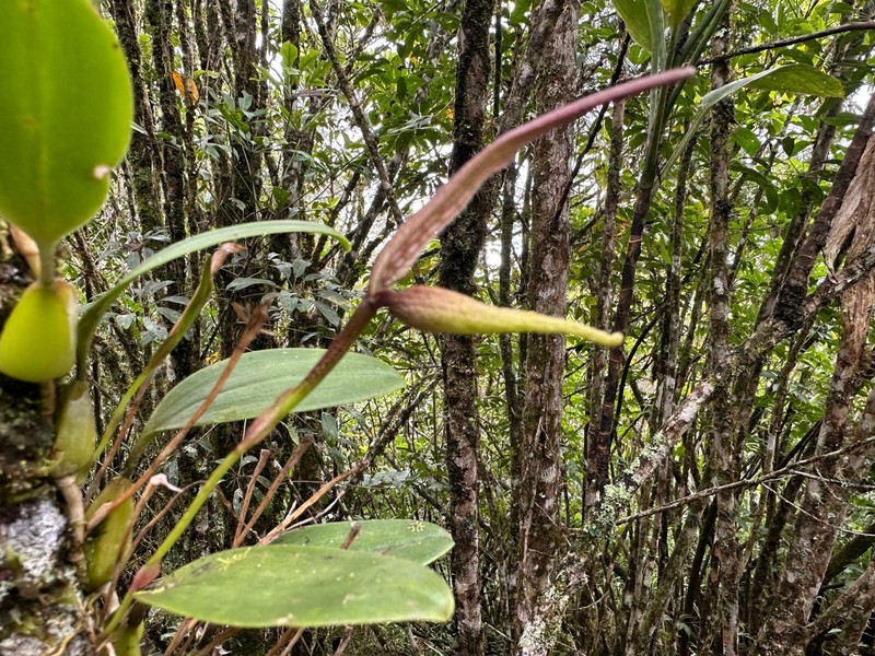 Bulbophyllum antenniferum photo 6