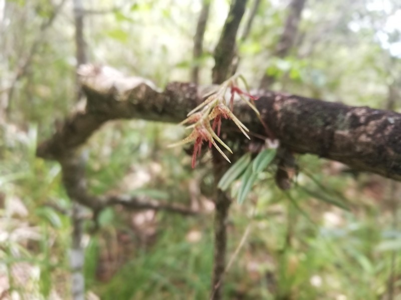 Bulbophyllum antioquiense
