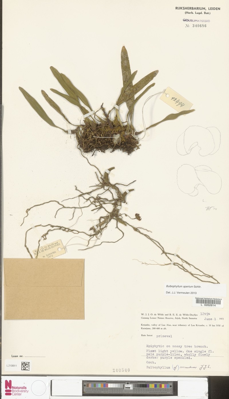 Bulbophyllum apertum
