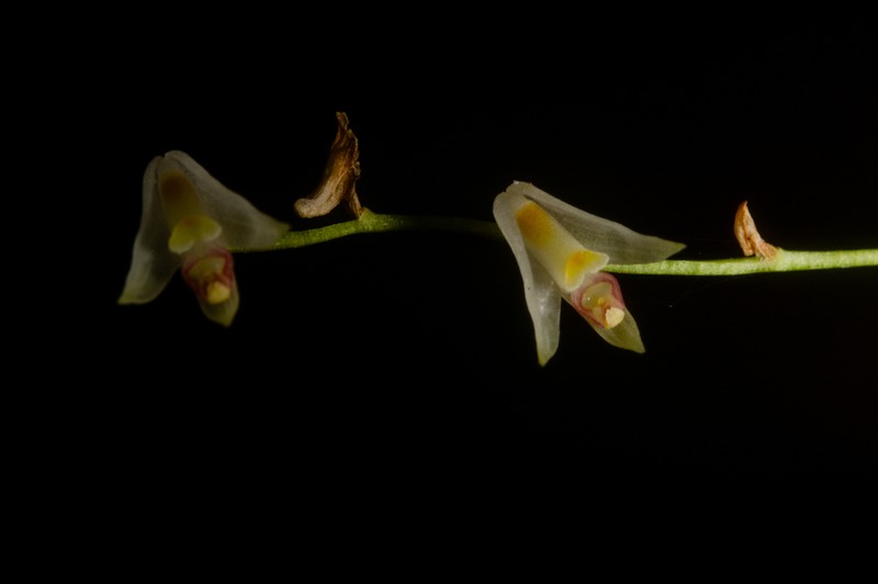 Bulbophyllum apetalum