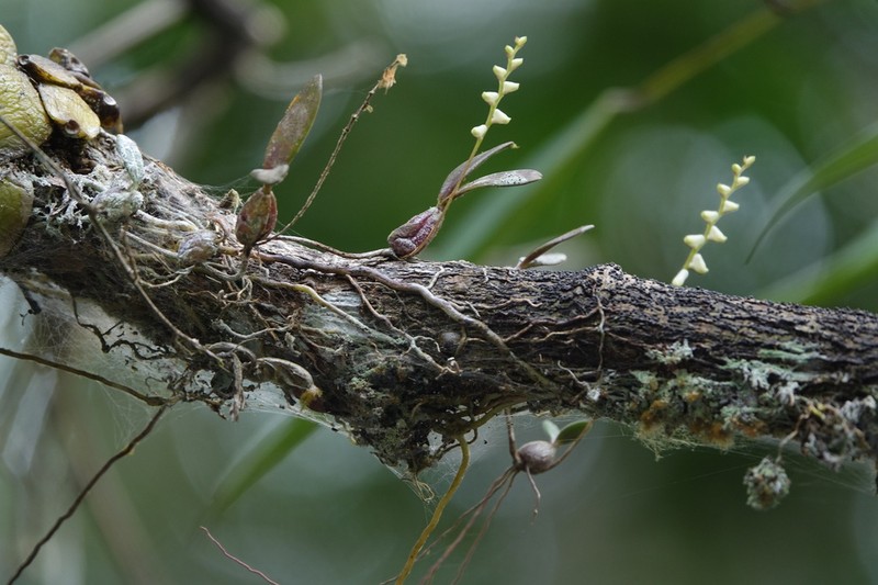 Bulbophyllum apetalum photo 2