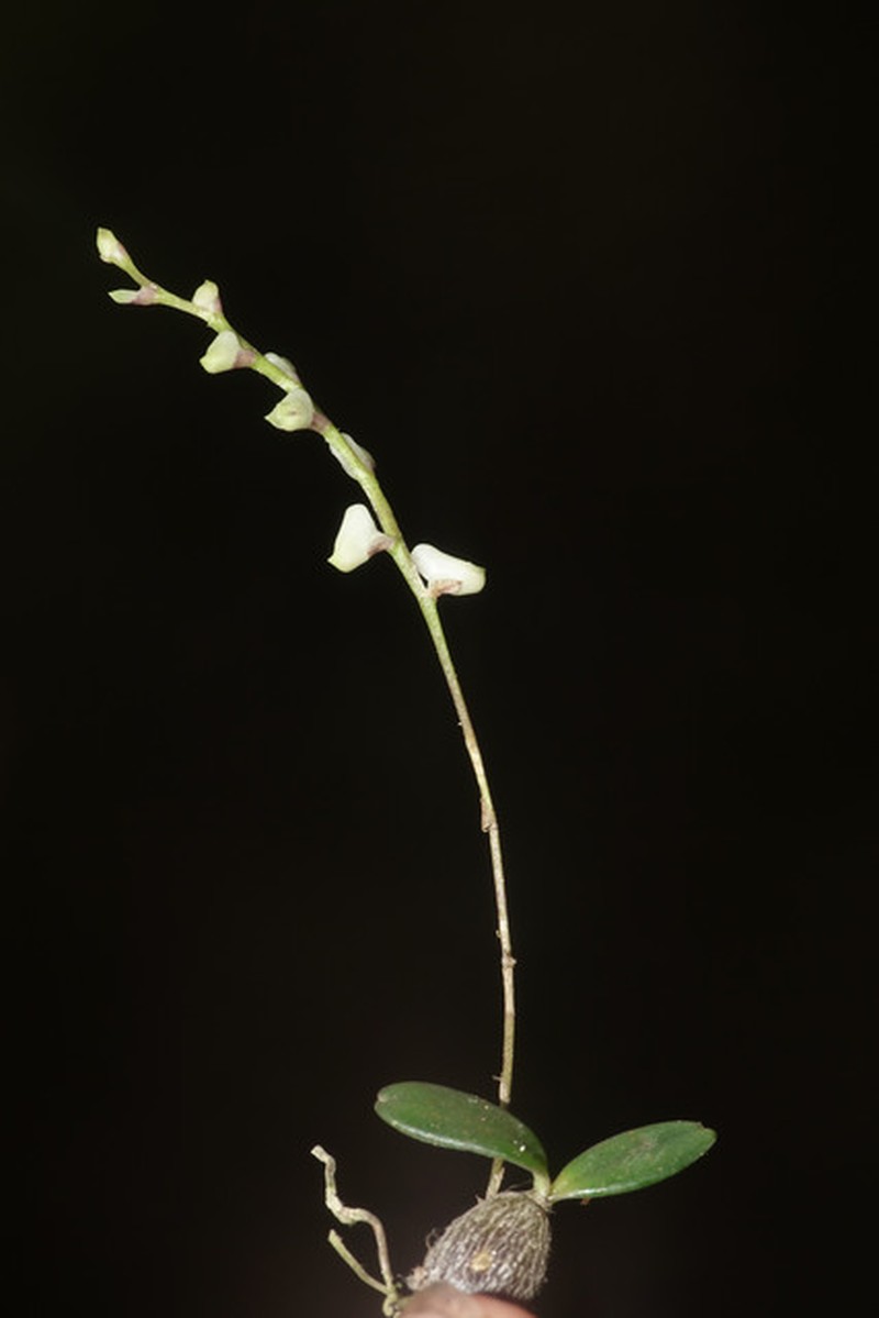 Bulbophyllum apetalum photo 4