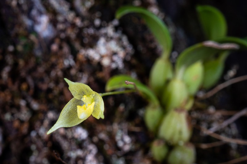 Bulbophyllum aphanopetalum photo 2