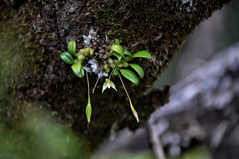 Bulbophyllum aphanopetalum photo 3
