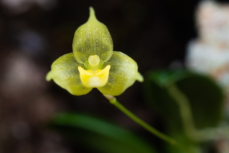 Bulbophyllum aphanopetalum photo 4