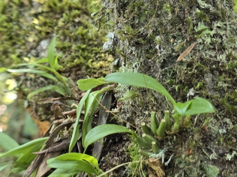 Bulbophyllum aphanopetalum photo 5