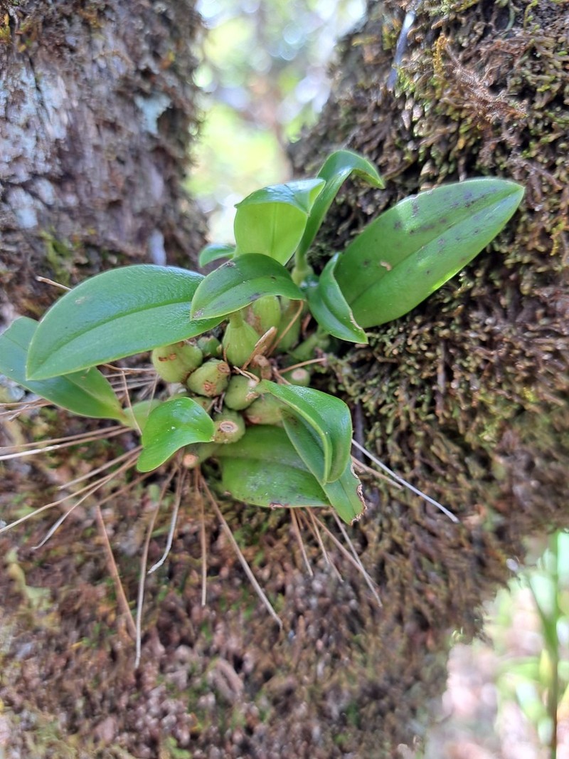 Bulbophyllum aphanopetalum photo 6