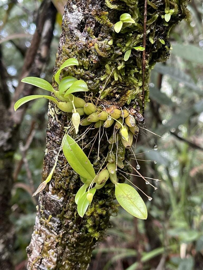 Bulbophyllum aphanopetalum photo 7