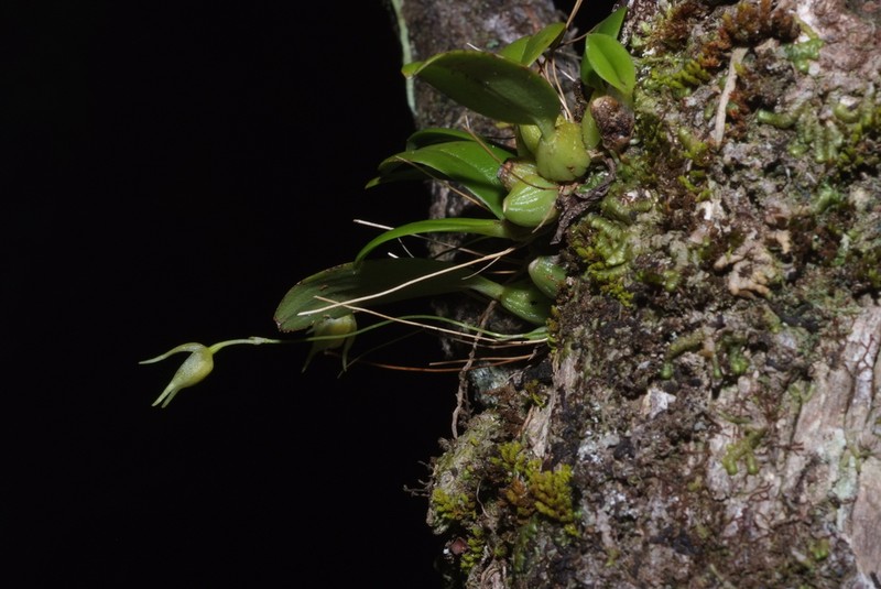 Bulbophyllum aphanopetalum photo 8