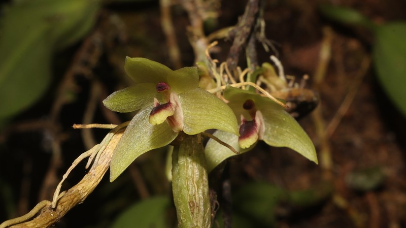 Bulbophyllum apheles
