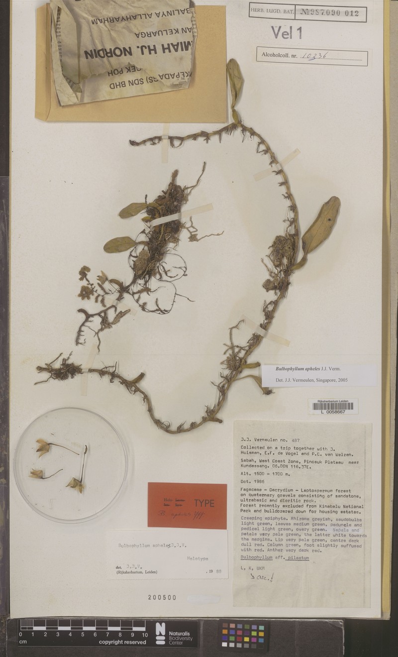 Bulbophyllum apheles photo 2