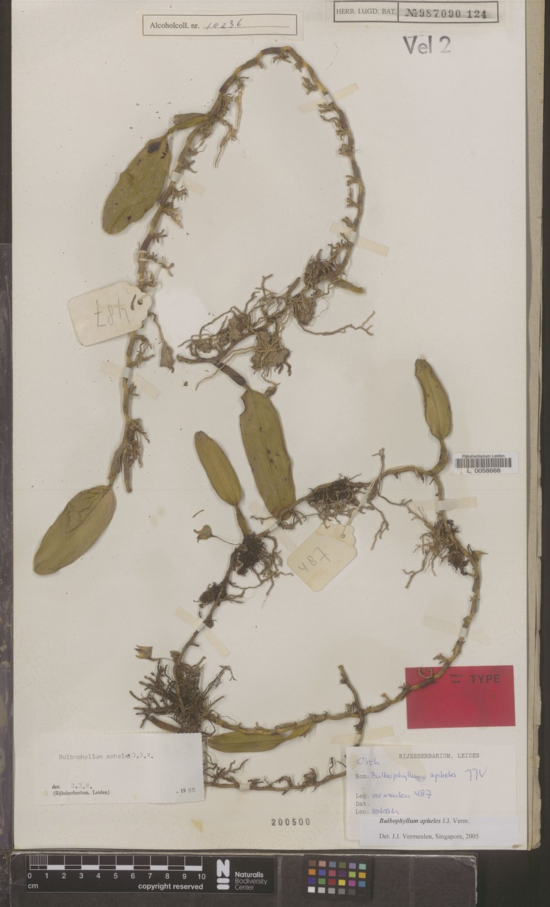 Bulbophyllum apheles photo 3