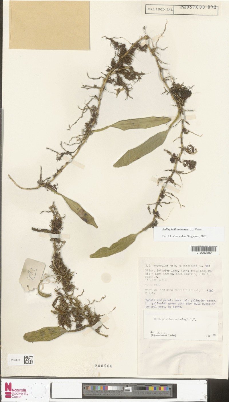 Bulbophyllum apheles photo 4