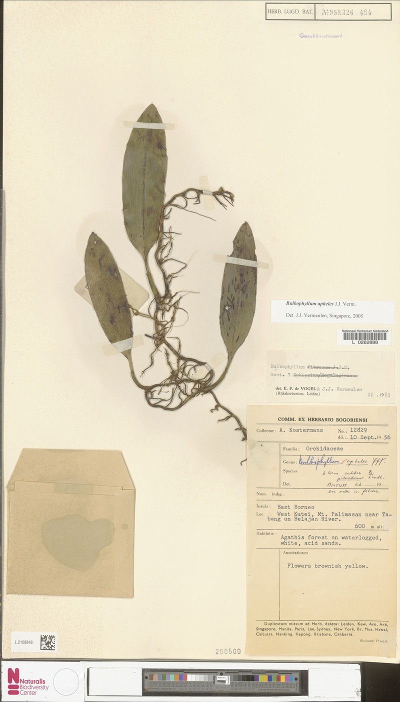 Bulbophyllum apheles photo 5