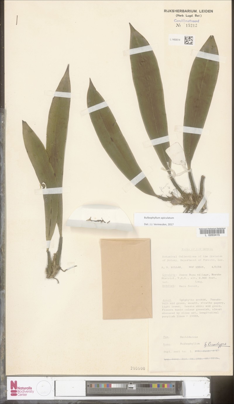 Bulbophyllum apiculatum