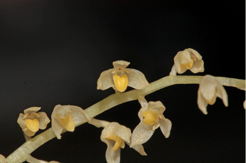Bulbophyllum apodum