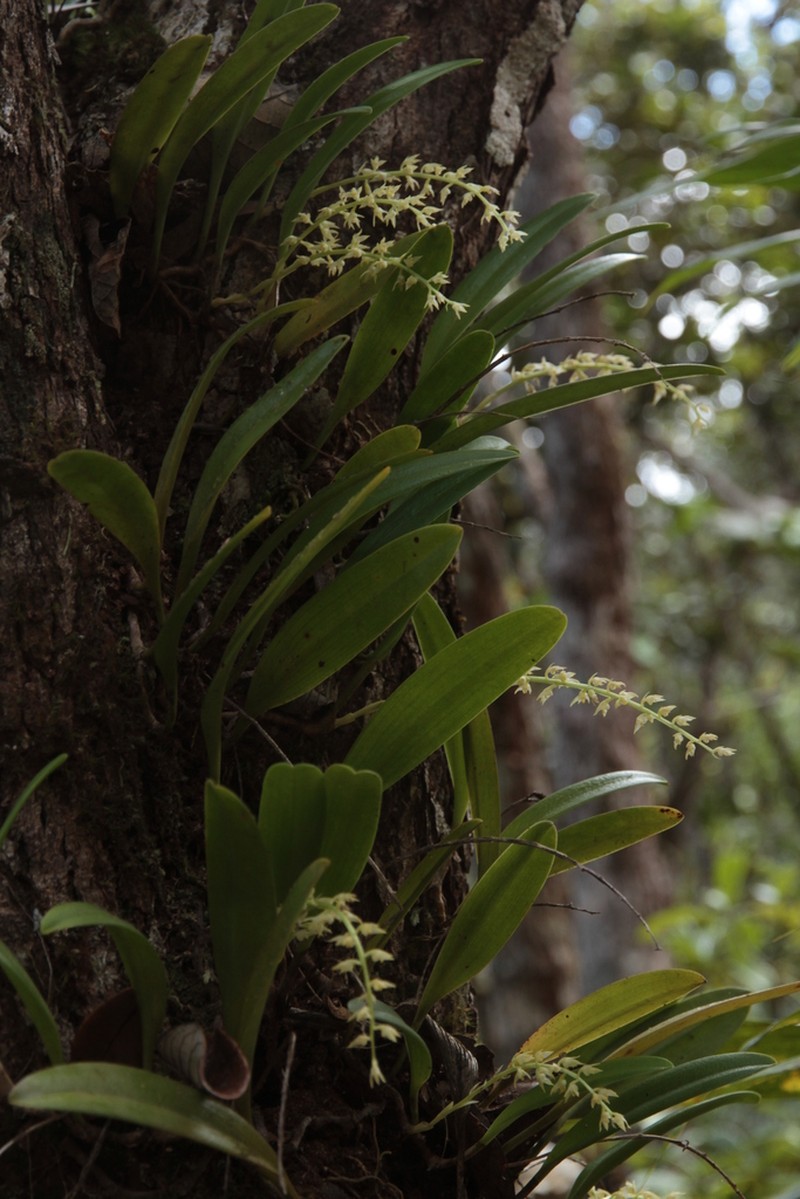 Bulbophyllum apodum photo 2