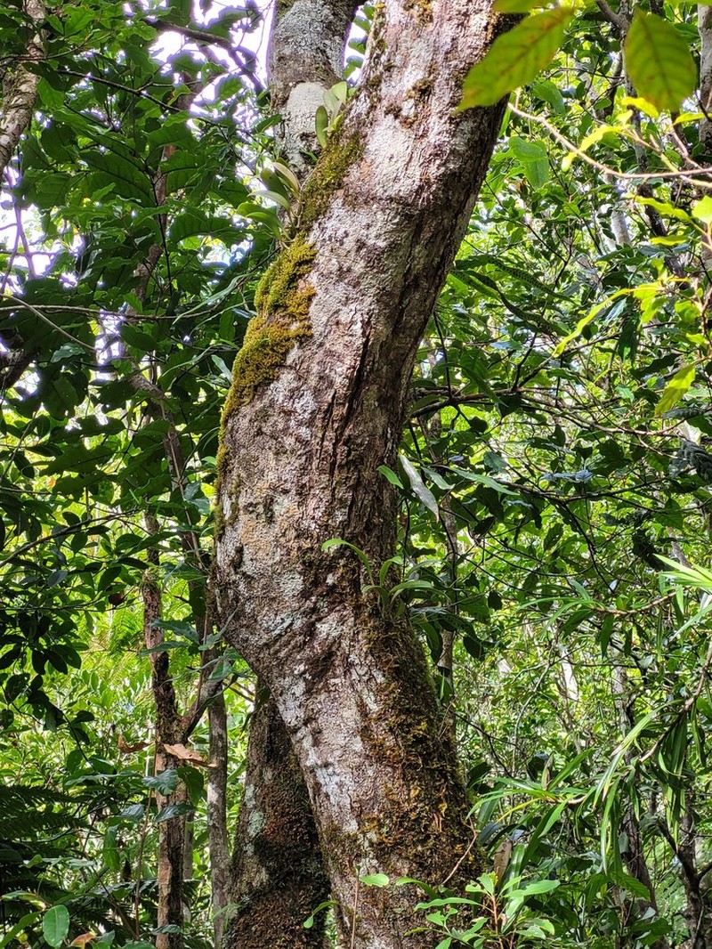 Bulbophyllum apodum photo 3