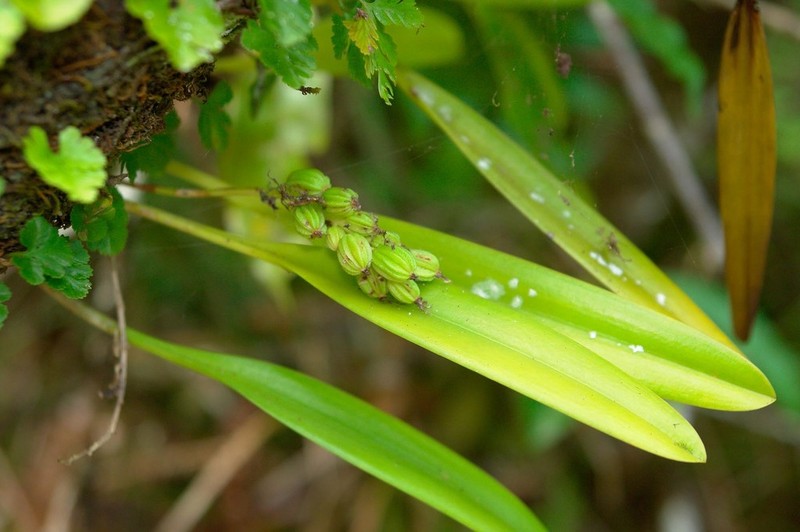 Bulbophyllum apodum photo 4