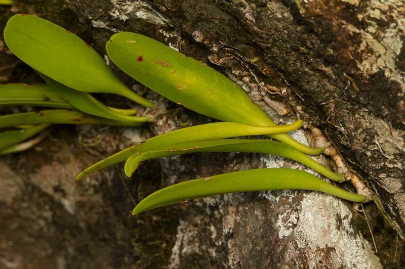 Bulbophyllum apodum photo 5