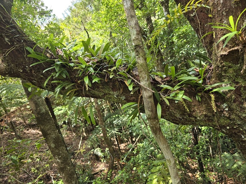 Bulbophyllum apodum photo 6