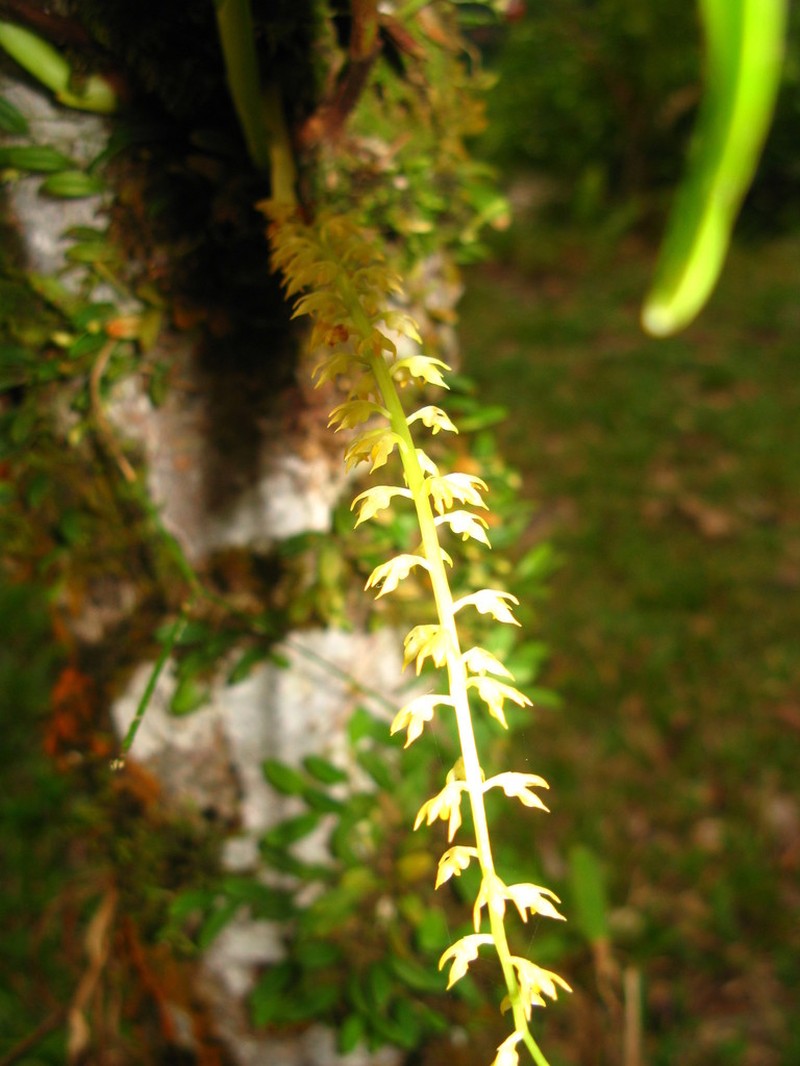 Bulbophyllum apodum photo 7