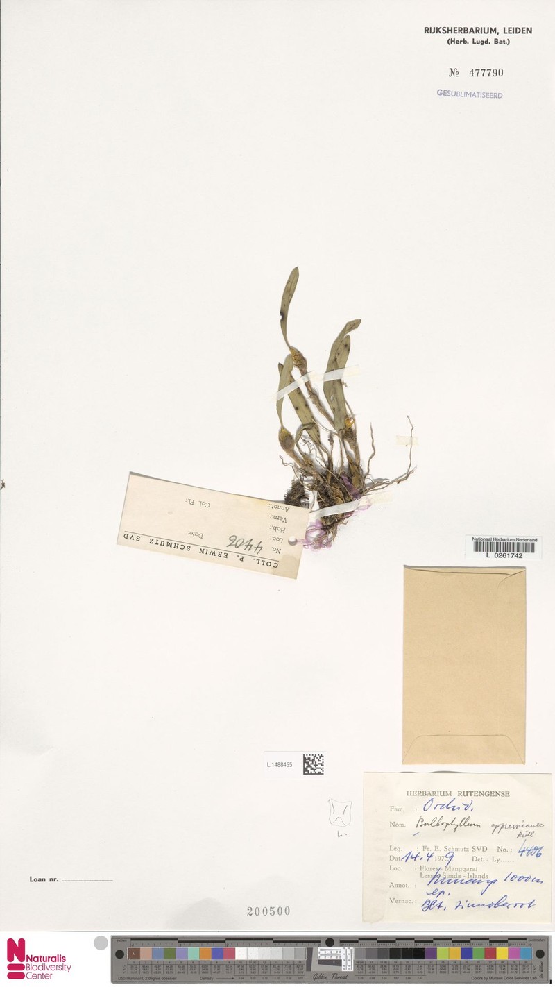 Bulbophyllum appressicaule