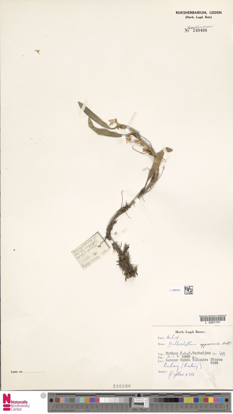Bulbophyllum appressicaule photo 2