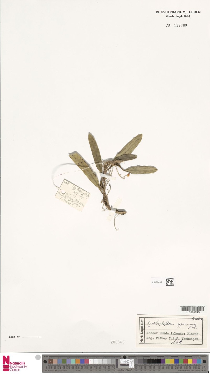 Bulbophyllum appressicaule photo 3