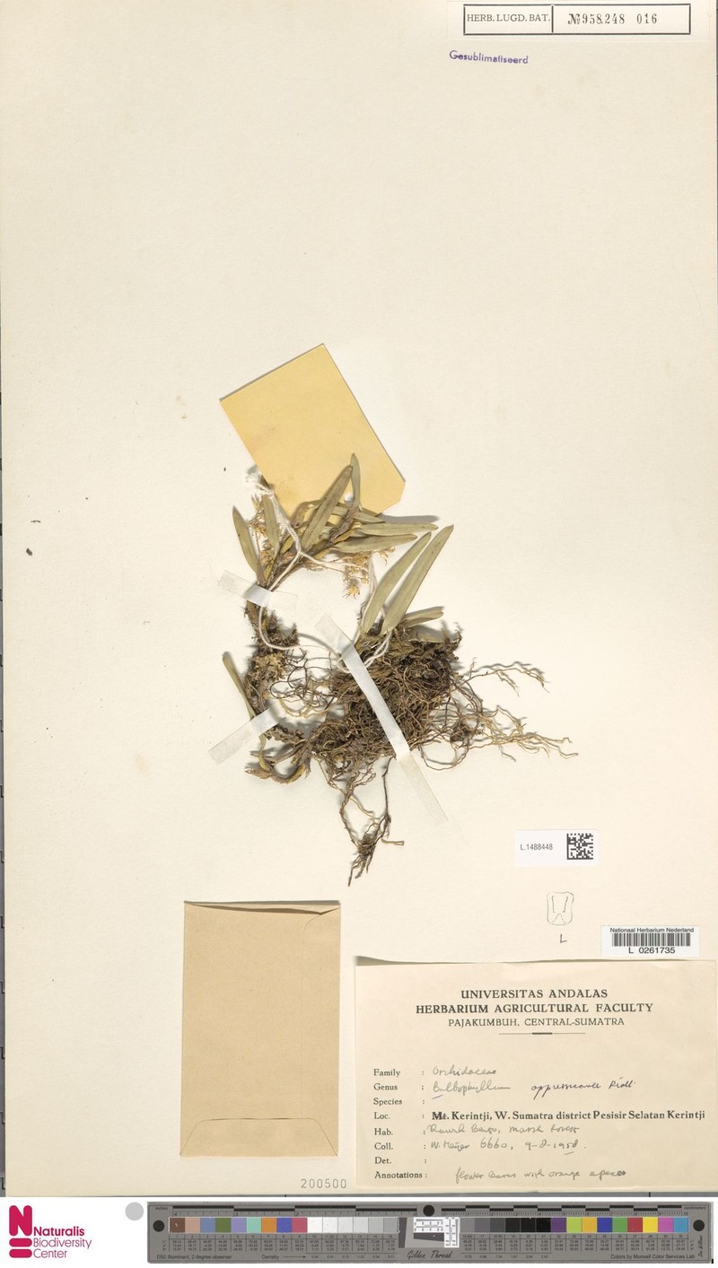 Bulbophyllum appressicaule photo 4