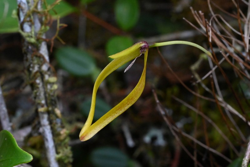 Bulbophyllum appressum
